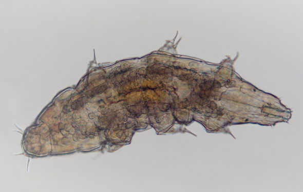 [ Milnesium tardigradum ]